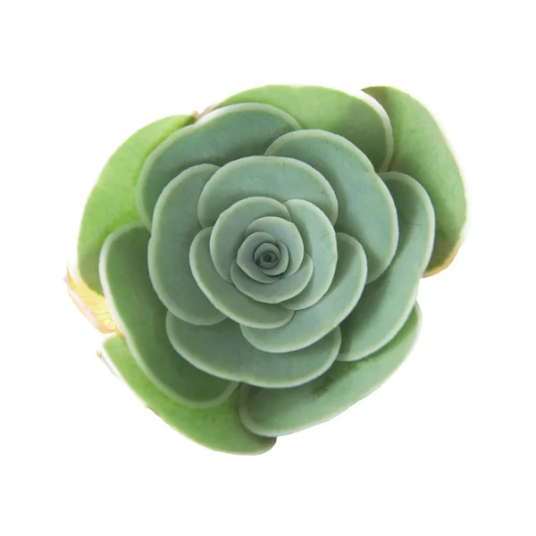 Flora van Gran Canaria - kleine Aeonium plant — Stockfoto