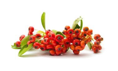 Ateş dikeni, firethorn isolatad