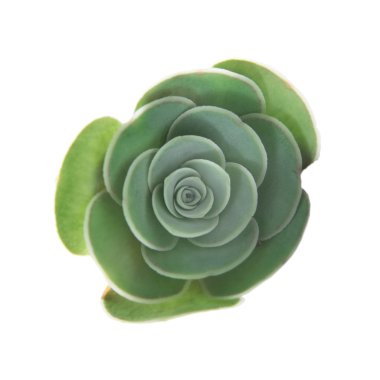 Gran Canaria - küçük Aeonium bitki florası