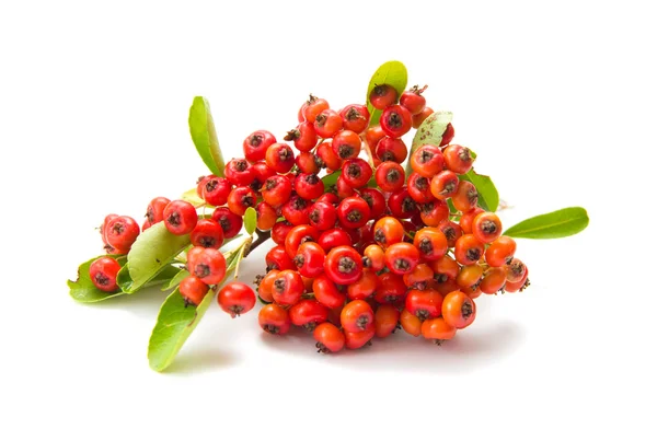 Pyracantha, Isolatade aus Feuerdorn — Stockfoto