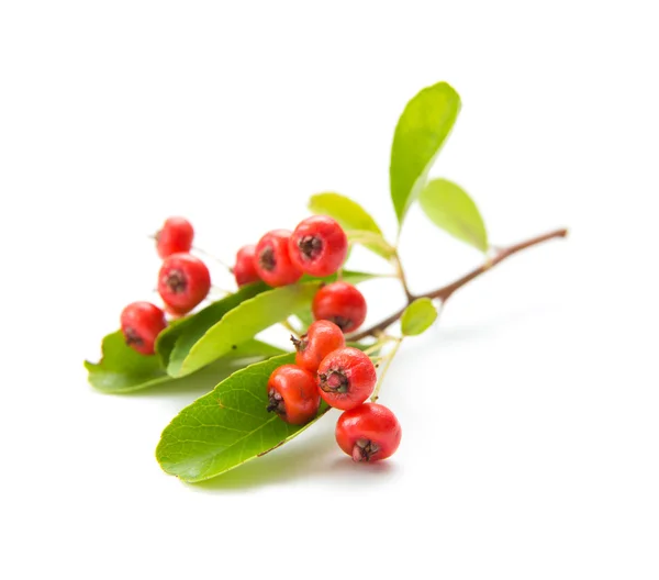 Pyracantha, Vuurdoorn isolatad — Stockfoto