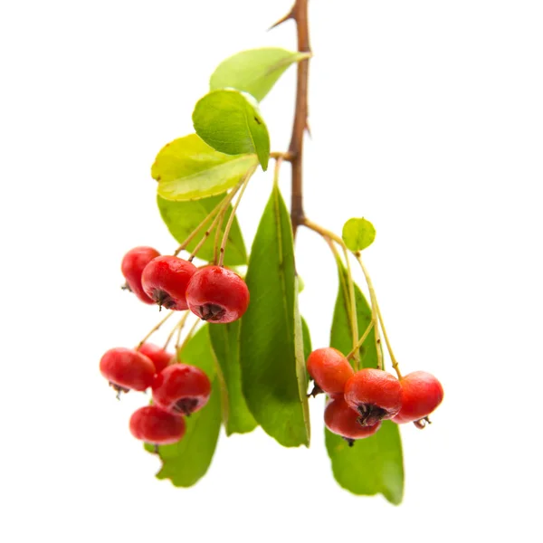 Pyracantha, šarlatová, samostatný — Stock fotografie