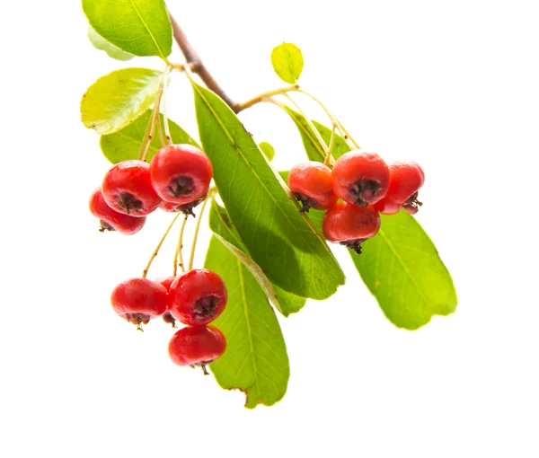 Pyracantha, šarlatová, samostatný — Stock fotografie