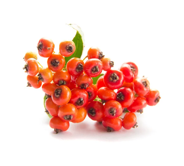 Pyracantha, elszigetelt firethorn — Stock Fotó