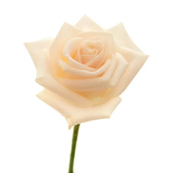 Light pink and yellow rose — Stock Photo, Image