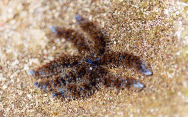 Büyük Kanarya 'nın Hayvanı - mavi dikenli denizyıldızı, Coscinasterias tenuispina, bir kaya havuzunda