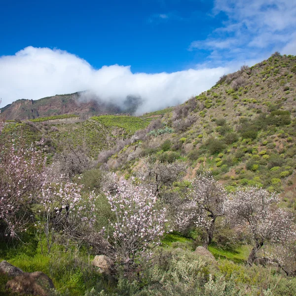 Gran canaria, caldera de tejeda — Stok fotoğraf