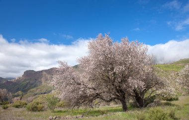 Gran canaria, caldera de tejeda