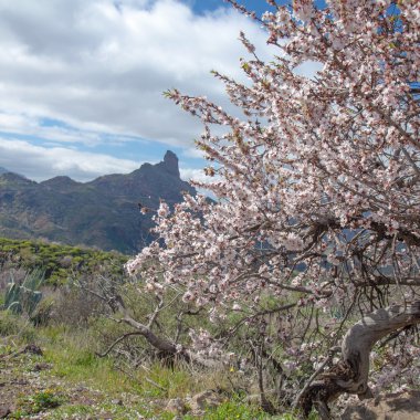 Gran canaria, caldera de tejeda