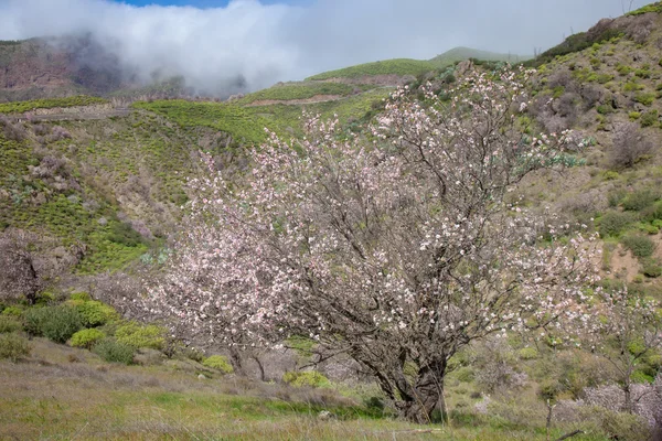 Gran Canaria, Caldera De Tejeda — Stockfoto