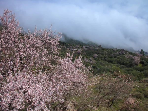 Gran canaria, caldeira de tejeda — Fotografia de Stock