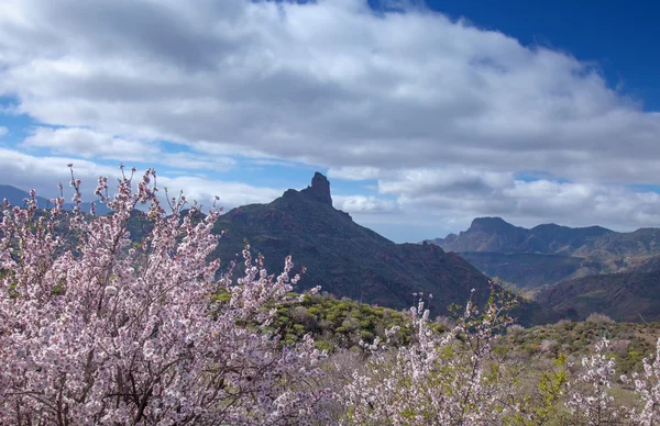 Gran canaria, caldeira de tejeda — Fotografia de Stock