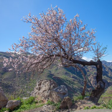 Gran canaria, caldera de tejeda