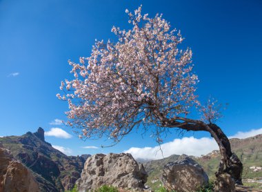 Gran canaria, caldera de tejeda