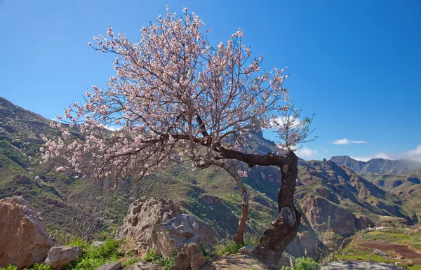 Gran Canaria, Caldera de Tejeda — Stockfoto