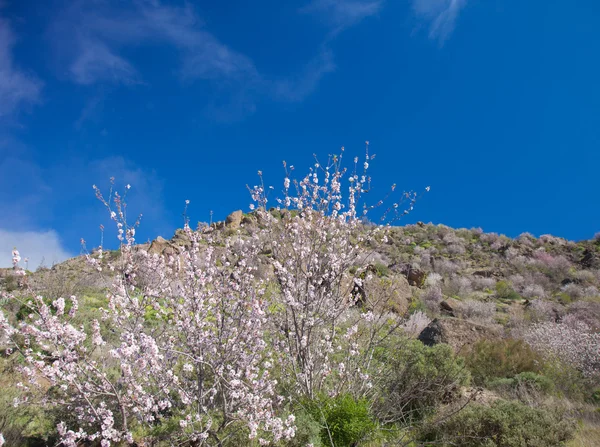 Gran canaria, caldera de tejeda — Stock Fotó