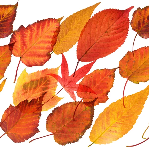 Bezszwowe granica powtarzalne jesiennych liści — Zdjęcie stockowe
