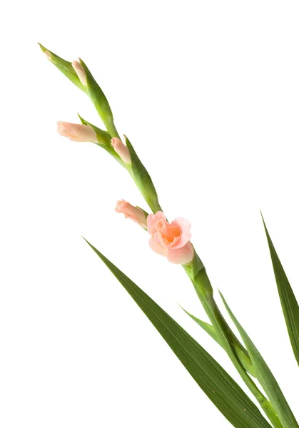 Gladiolus swordlily isolé — Photo