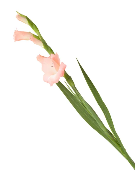 Gladiolus swordlily elszigetelt — Stock Fotó