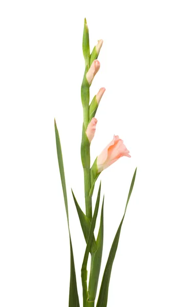 Gladiolus espadachim isolado — Fotografia de Stock