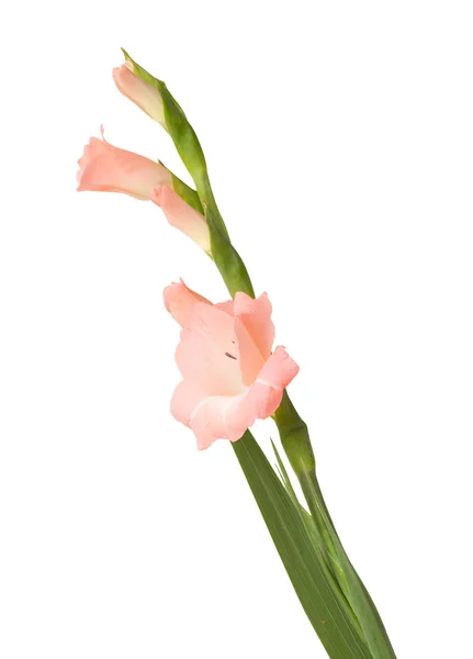 Gladiolus swordlily elszigetelt — Stock Fotó