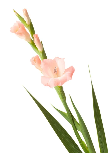 Gladiolus swordlily elszigetelt — Stock Fotó