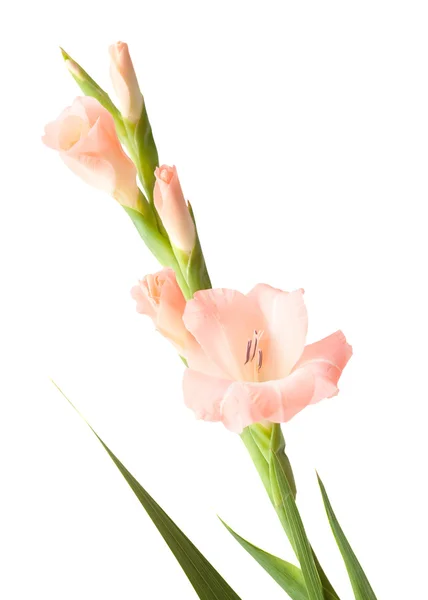 Gladiolus espadachim isolado — Fotografia de Stock