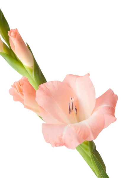 Gladiolus swordlily isolerade — Stockfoto