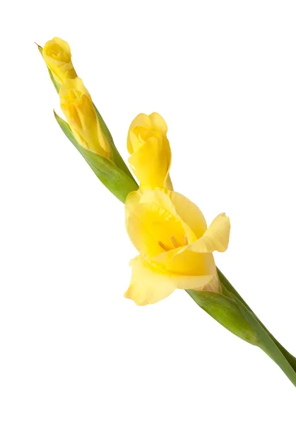 Gladiolus swordlily geïsoleerd — Stockfoto