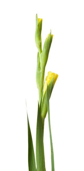 Цветок гладиолуса изолирован — стоковое фото