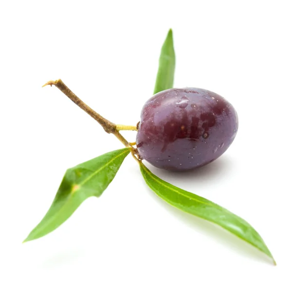 Ripening olives isolated — Stock Photo, Image