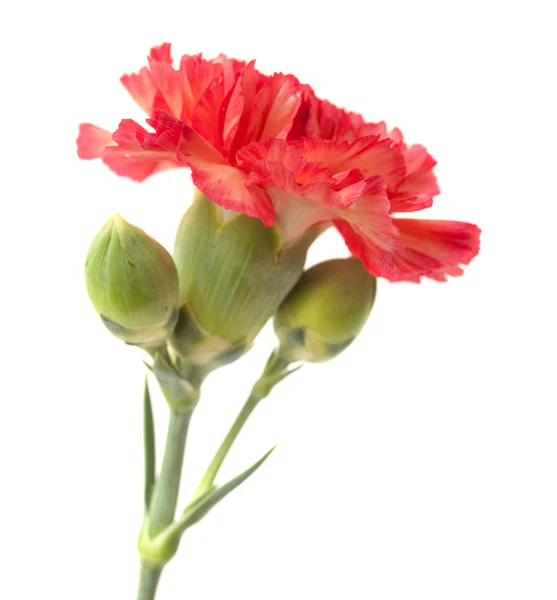 Variegated carnation flower — Stock Photo, Image