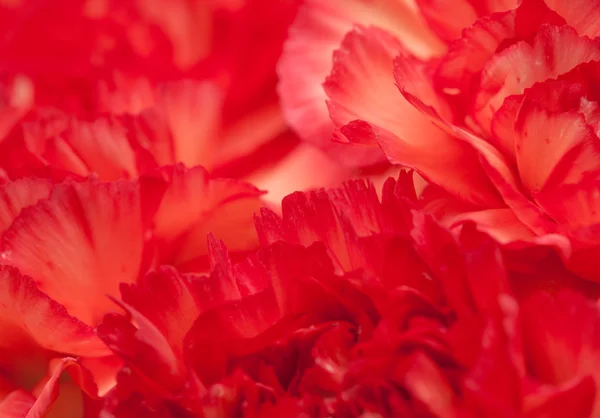 Variegated carnation flower — Stock Photo, Image