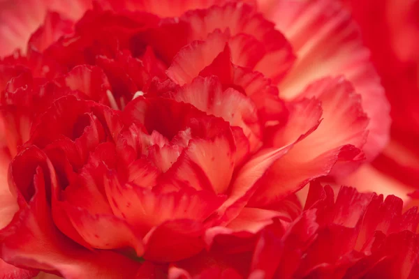 Variegated carnation flower — Stock Photo, Image