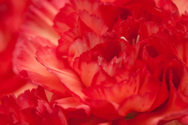 Bunte Nelkenblüte — Stockfoto