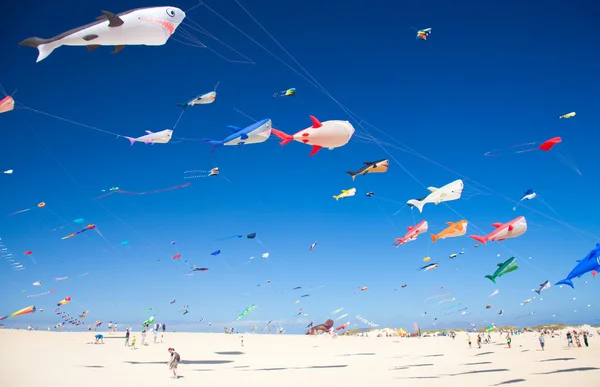 Festival de pipa de Fuerteventura — Fotografia de Stock