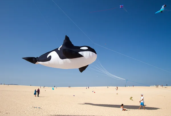 Fuerteventura Kite Fesztivál — Stock Fotó