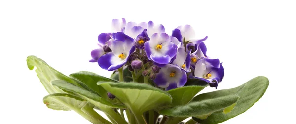 Viola africana bianca e blu — Foto Stock