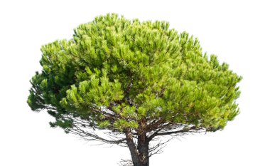 Beyaz arka plan üzerinde izole çam, Pinus Pinea, taş