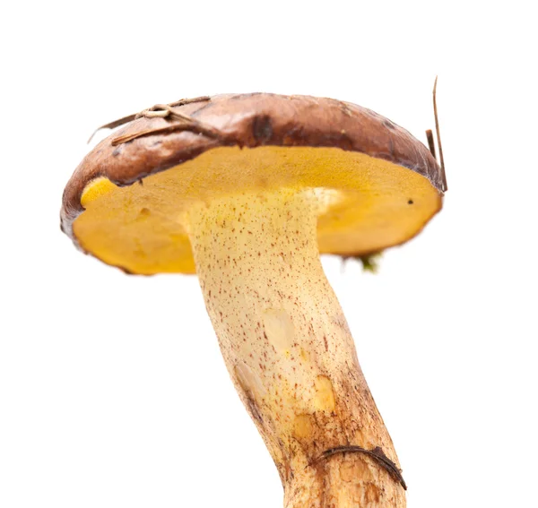 Suillus collinitus aislado — Foto de Stock