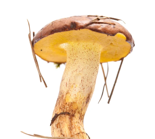 Suillus collinitus isolated — Stock Photo, Image