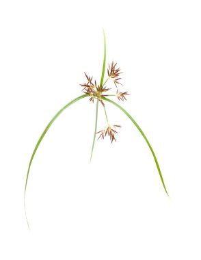 Cyperus bitkinin bir kök