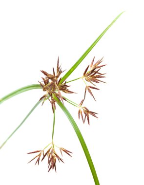 Cyperus bitkinin bir kök