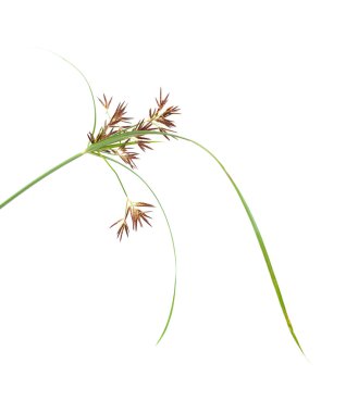 Cyperus bitkinin bir kök