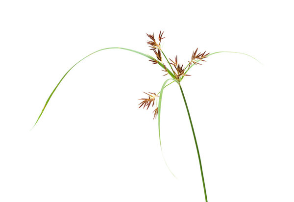 one stem of Cyperus plant
