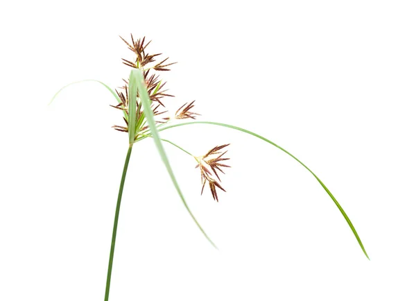 Um caule da planta Cyperus — Fotografia de Stock