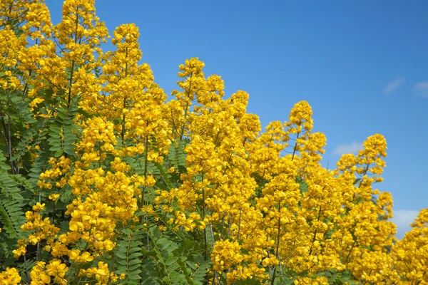 Popcorn Cassia fleurs — Photo