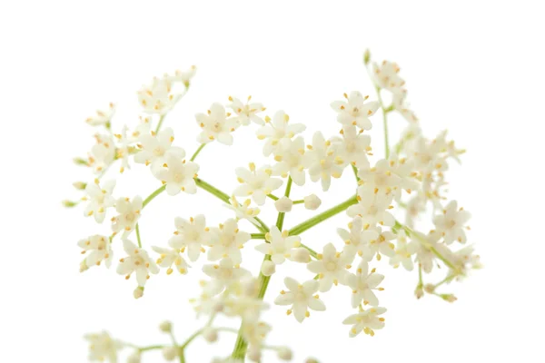 Svart fläder blommor — Stockfoto