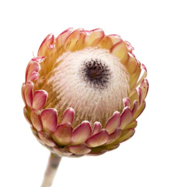 Pink protea flower clipart