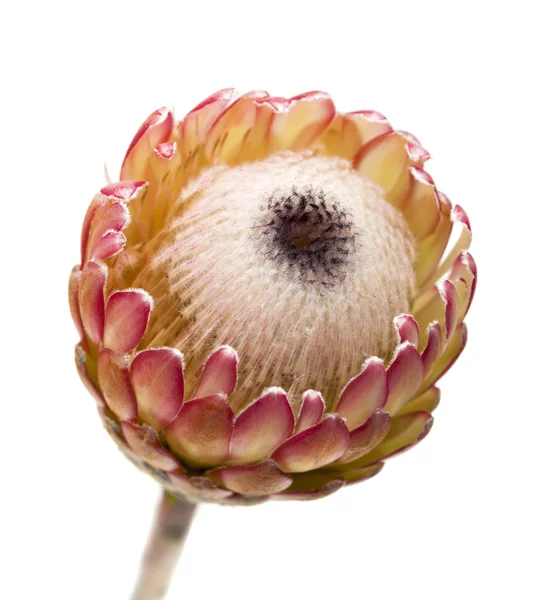 Flor de protea rosa — Fotografia de Stock